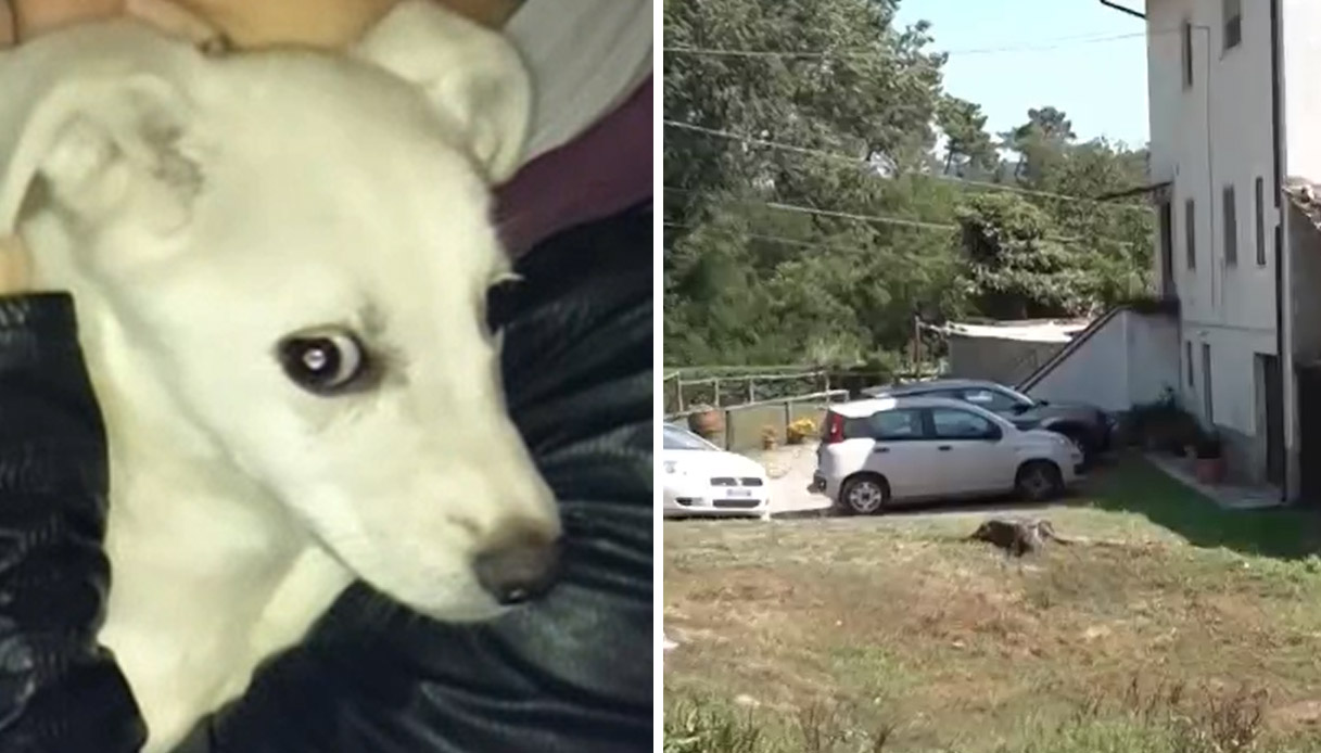 Bimbo di 2 anni puntato da un lupo a Orbicciano, la sua cagnolina lo salva ma viene uccisa dall'animale