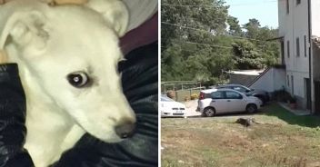 lupo-cagnolina-orbicciano-bambino