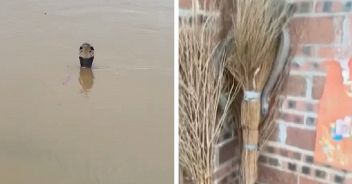 serpenti-cina-alluvione-video