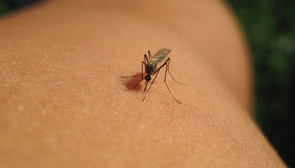 Virus West Nile in Italia, 37 casi gravi e 2 morti negli ultimi 6 mesi: le regioni più colpite e i sintomi