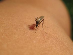 Virus West Nile in Italia, 37 casi gravi e 2 morti negli ultimi 6 mesi: le regioni più colpite e i sintomi