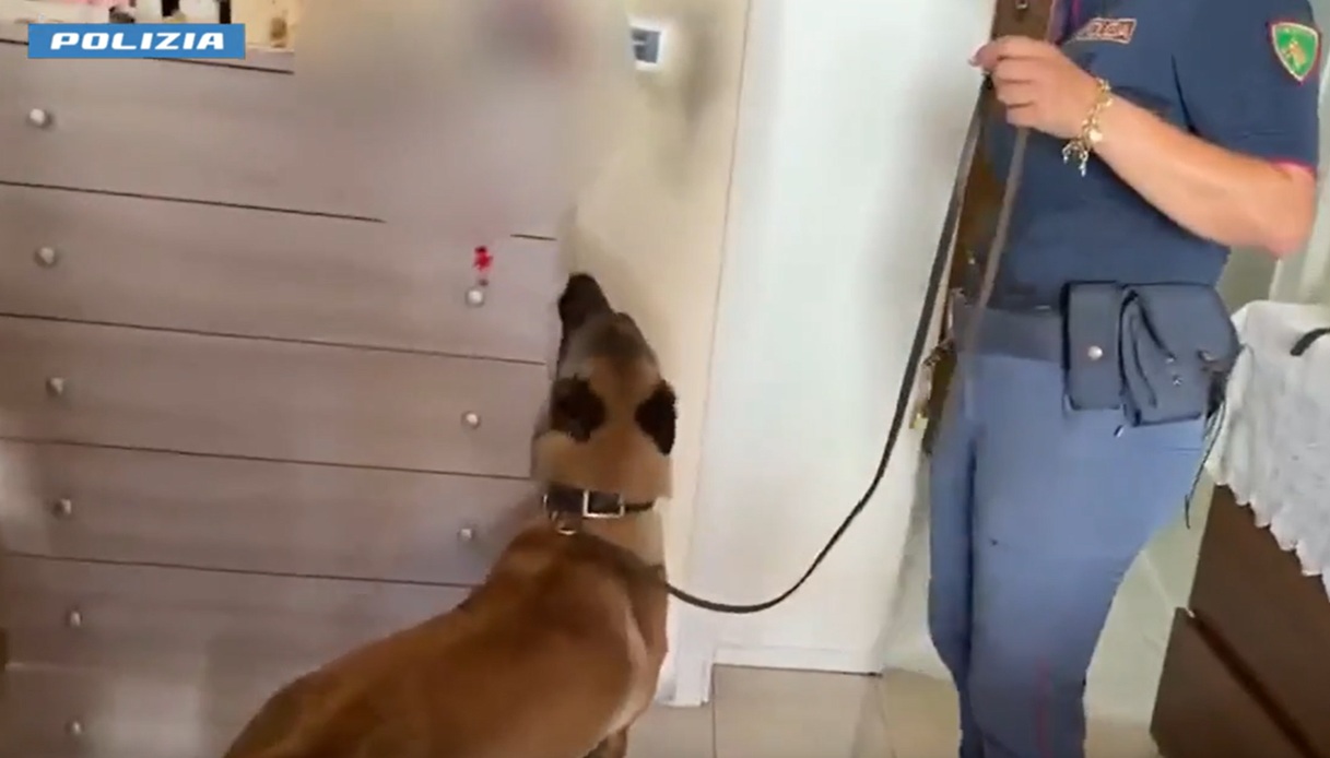 https://wips.plug.it/cips/notizie.virgilio.it/cms/2026/08/cane-rex.jpg