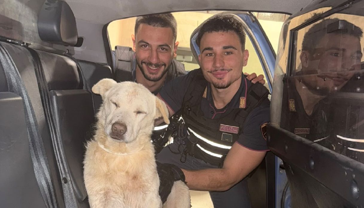 https://wips.plug.it/cips/notizie.virgilio.it/cms/2026/08/cane-salvato.jpg