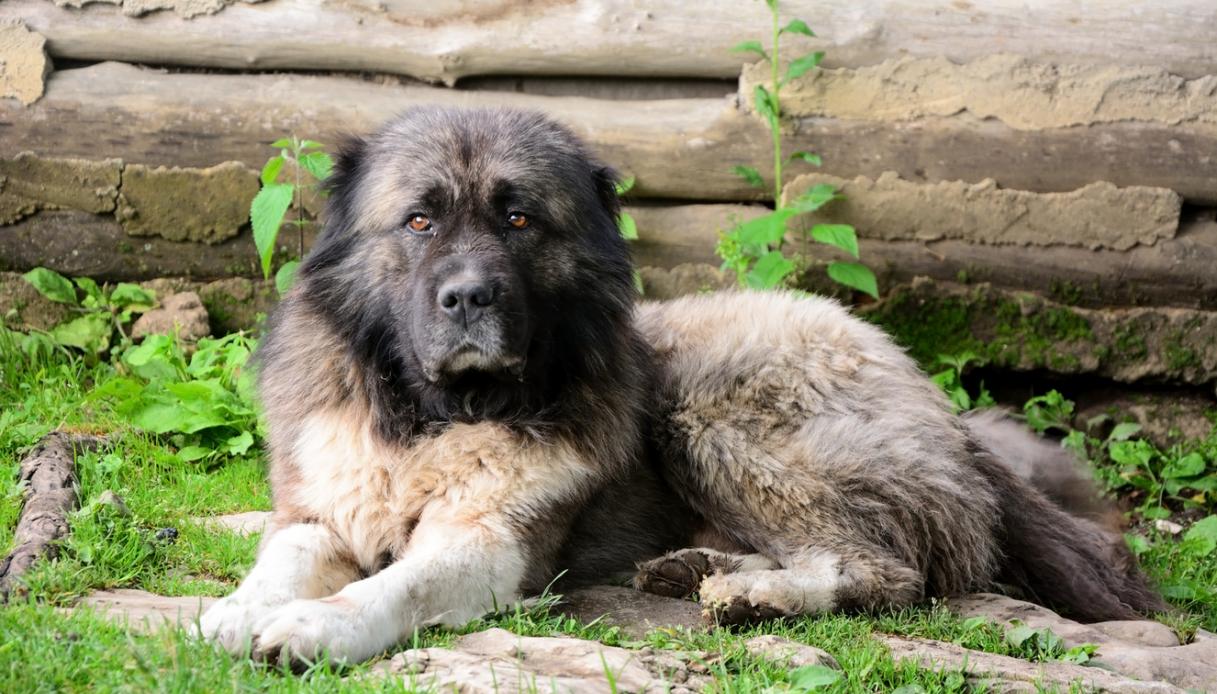 ladro tenta un furto in casa a parma ma viene bloccato dai cani da guardia chiama il 112 per chiedere aiuto da Virgilio.it ladro tenta un furto in casa a parma ma viene bloccato dai cani da guardia chiama il 112 per chiedere aiuto