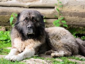 Ladro tenta un furto in casa a Parma ma viene bloccato dai cani da guardia, chiama il 112 per chiedere aiuto