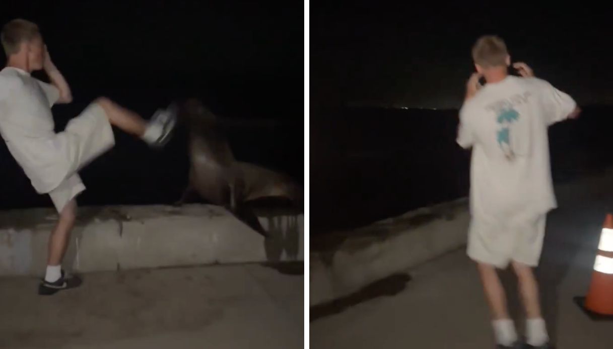 calci e pugni a un leone marino a san diego 18enne rischia carcere e maxi multa dopo il video virale da Virgilio.it calci e pugni a un leone marino a san diego 18enne rischia carcere e maxi multa dopo il video virale