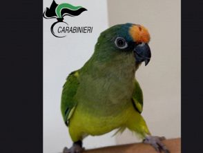 Scappa un pappagallo a Venezia, la famiglia lo cerca con i volantini: ritrovato grazie a un dettaglio decisivo