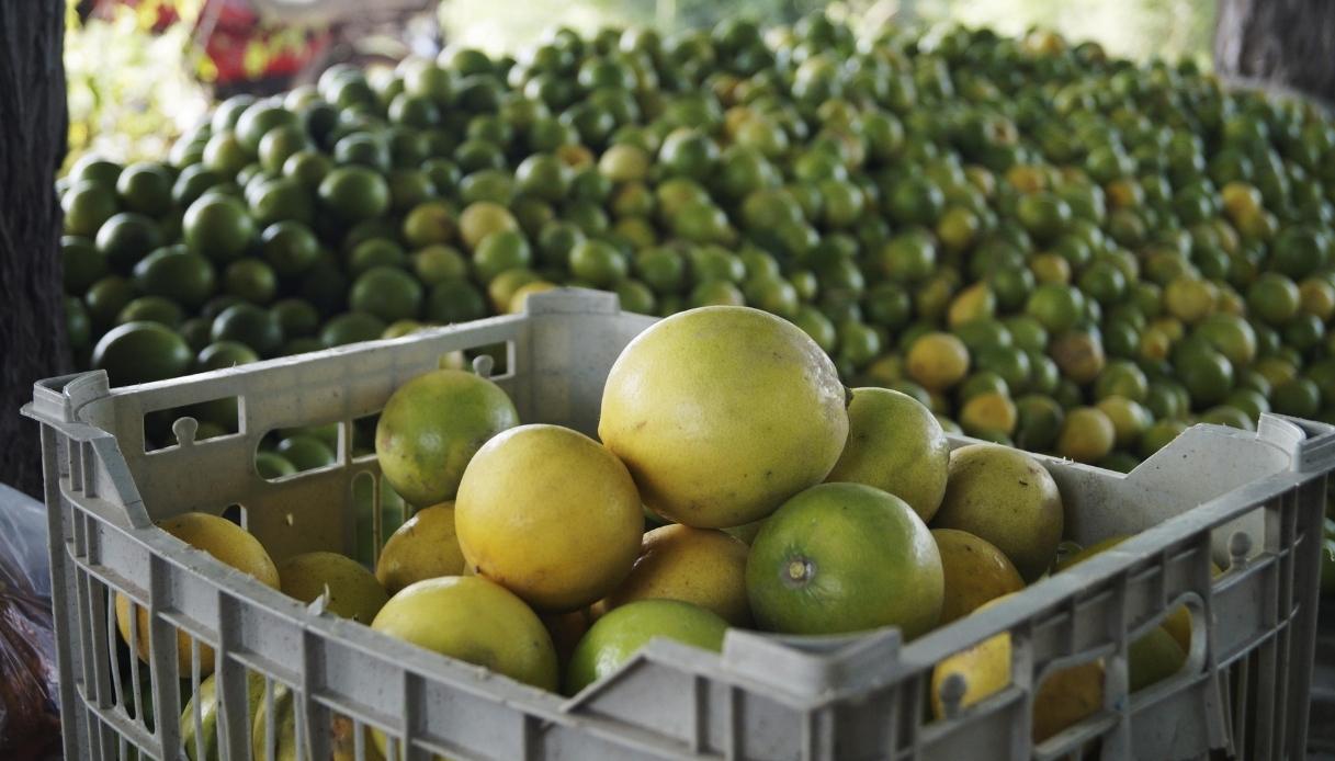 https://wips.plug.it/cips/notizie.virgilio.it/cms/2026/08/pradamano-limonata-ragazzini-denuncia.jpg