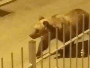 Orso marsicano passeggia tra le case a Roccaraso: il video girato da un bambino