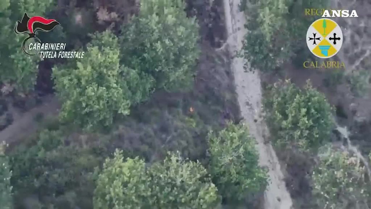 incendio boschivo doloso a filandari allevatore arrestato dopo la fuga con i cani incastrato dal drone da Virgilio.it incendio boschivo doloso a filandari allevatore arrestato dopo la fuga con i cani incastrato dal drone