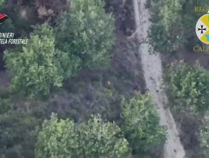 Incendio boschivo doloso a Filandari, allevatore arrestato dopo la fuga con i cani: incastrato dal drone
