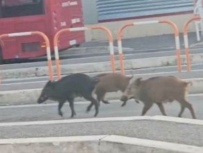 Roma, cinghiali alla fermata degli autobus: il video