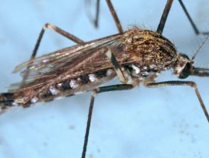 Donna di 72 anni morta a causa di West Nile nel Napoletano, sale a 14 il bilancio del virus: come proteggersi
