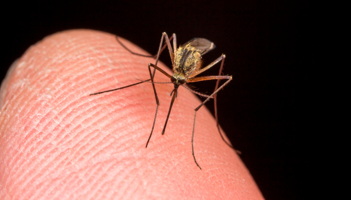 https://wips.plug.it/cips/notizie.virgilio.it/cms/2026/08/west-nile-iss-dati-1.jpg