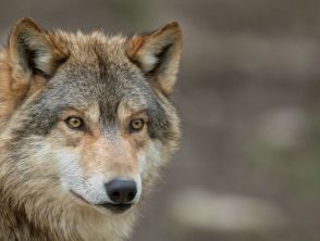 Autorizzato l'abbattimento di un lupo in Alto Adige, la Lav denuncia il 