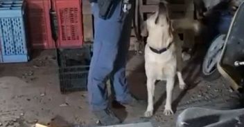 cane-polizia