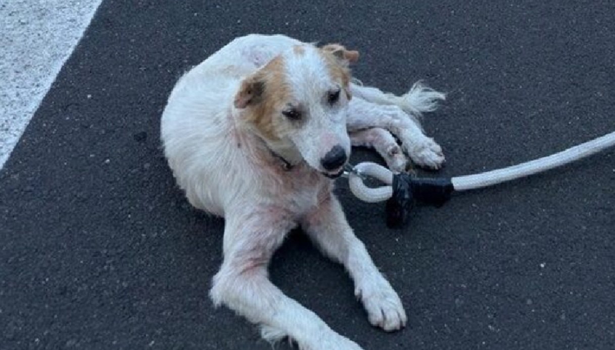 cane in mezzo ai veicoli sull autostrada modica siracusa tragedia sfiorata salvato da due poliziotti da Virgilio.it cane in mezzo ai veicoli sull autostrada modica siracusa tragedia sfiorata salvato da due poliziotti