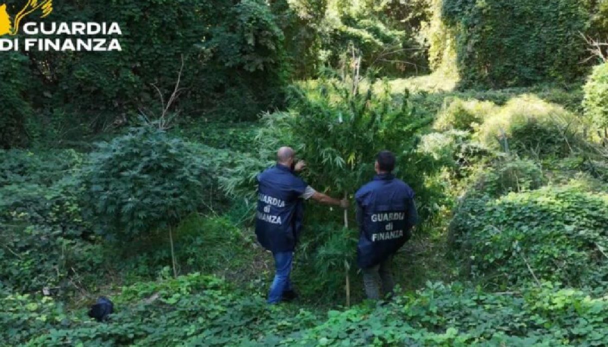 piantagioni di cannabis a san giovanni lupatoto scoperte grazie ai sorvoli aerei due arresti in flagranza da Virgilio.it piantagioni di cannabis a san giovanni lupatoto scoperte grazie ai sorvoli aerei due arresti in flagranza