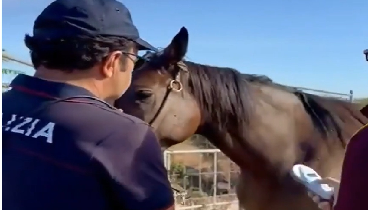 il video della stalla abusiva scoperta a catania cavalli senza microchip e maxi multa al gestore da Virgilio.it il video della stalla abusiva scoperta a catania cavalli senza microchip e maxi multa al gestore