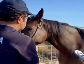 Il video della stalla abusiva scoperta a Catania, cavalli senza microchip e maxi multa al gestore