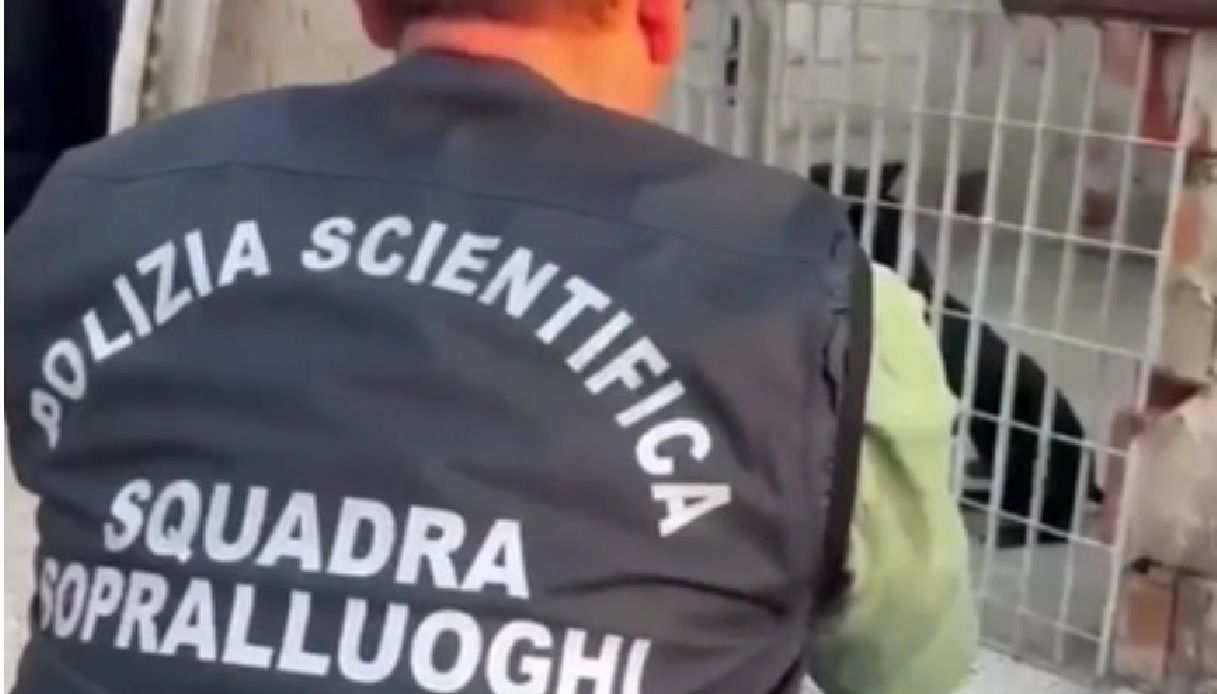 combattimenti clandestini tra cani a gela 13 pitbull sequestrati trovati anche pesi per le mascelle da Virgilio.it combattimenti clandestini tra cani a gela 13 pitbull sequestrati trovati anche pesi per le mascelle