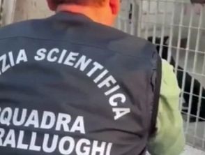 Combattimenti clandestini tra cani a Gela, 13 pitbull sequestrati: trovati anche pesi per le mascelle