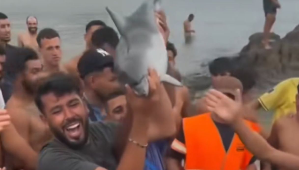 delfino morto in spiaggia a ceuta il video virale del cucciolo esibito dai migranti scatta la denuncia da Virgilio.it delfino morto in spiaggia a ceuta il video virale del cucciolo esibito dai migranti scatta la denuncia