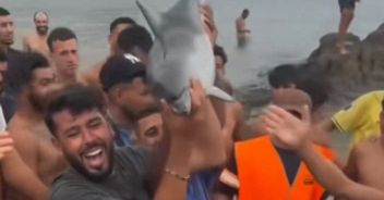 delifino-morto-spiaggia-ceuta