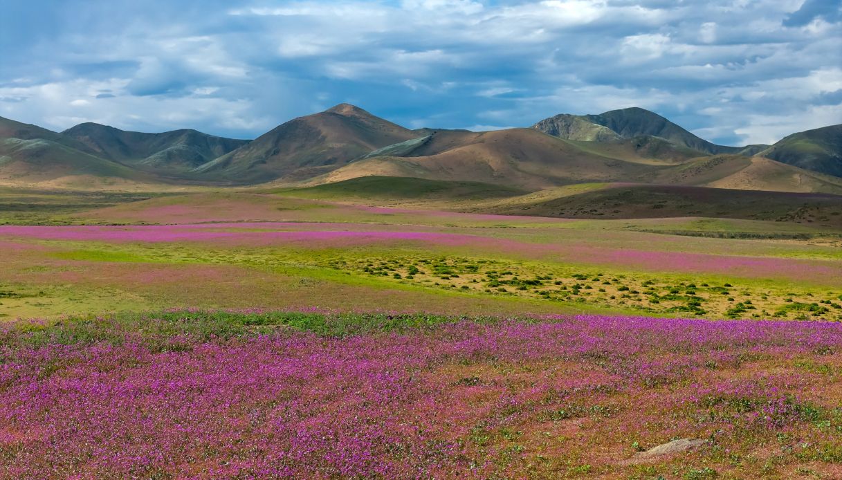 deserto di atacama in cile fiorito per effetto del super el ni241o precipitazioni per il cambiamento climatico da Virgilio.it deserto di atacama in cile fiorito per effetto del super el ni241o precipitazioni per il cambiamento climatico
