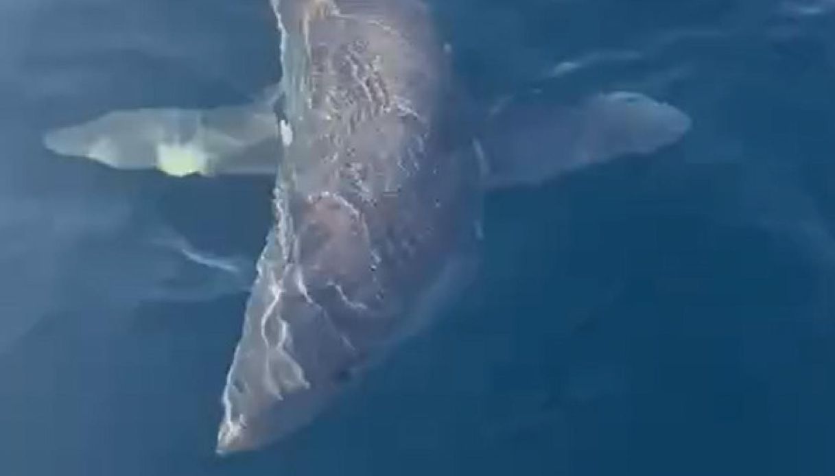 squalo mako contro il maradona della pesca la cattura e la liberazione dell animale in pericolo a livorno da Virgilio.it squalo mako contro il maradona della pesca la cattura e la liberazione dell animale in pericolo a livorno