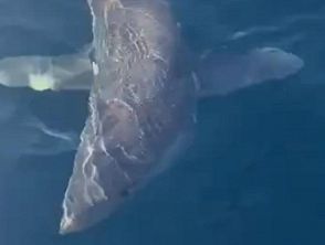 Squalo mako contro il “Maradona della pesca”, la cattura e la liberazione dell'animale in pericolo a Livorno
