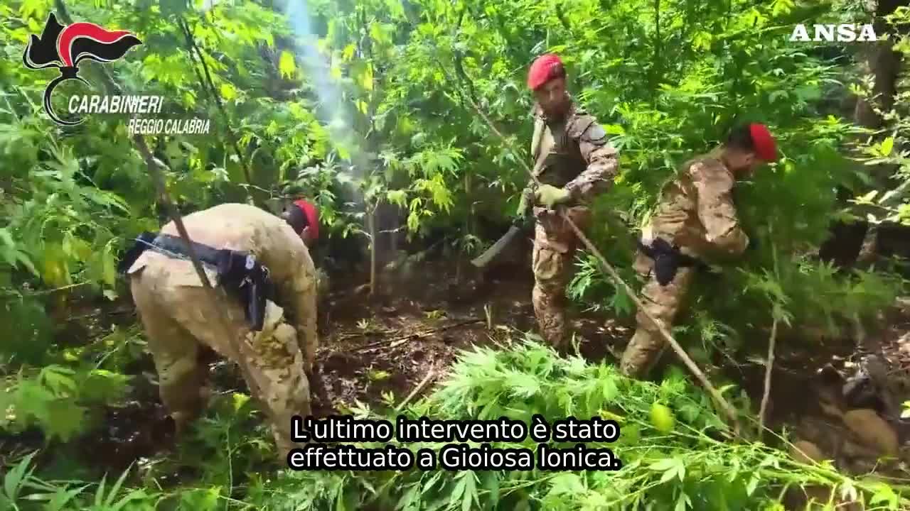 piantagione di canapa da 2 milioni nella locride trovata dopo ore di rastrellamento il video del blitz da Virgilio.it piantagione di canapa da 2 milioni nella locride trovata dopo ore di rastrellamento il video del blitz