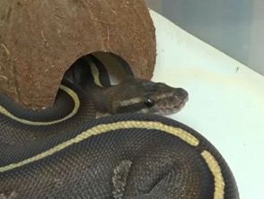Bimbo di 5 anni morso dalla vipera a Oliveto Citra, era nello stivaletto: il piccolo è ricoverato al Santobono