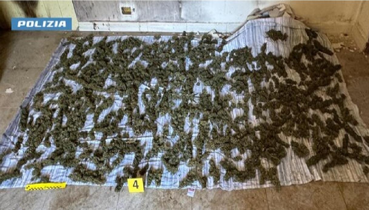 marijuana lasciata ad asciugare prima dello spaccio a sinopoli uomo arrestato in flagranza da Virgilio.it marijuana lasciata ad asciugare prima dello spaccio a sinopoli uomo arrestato in flagranza