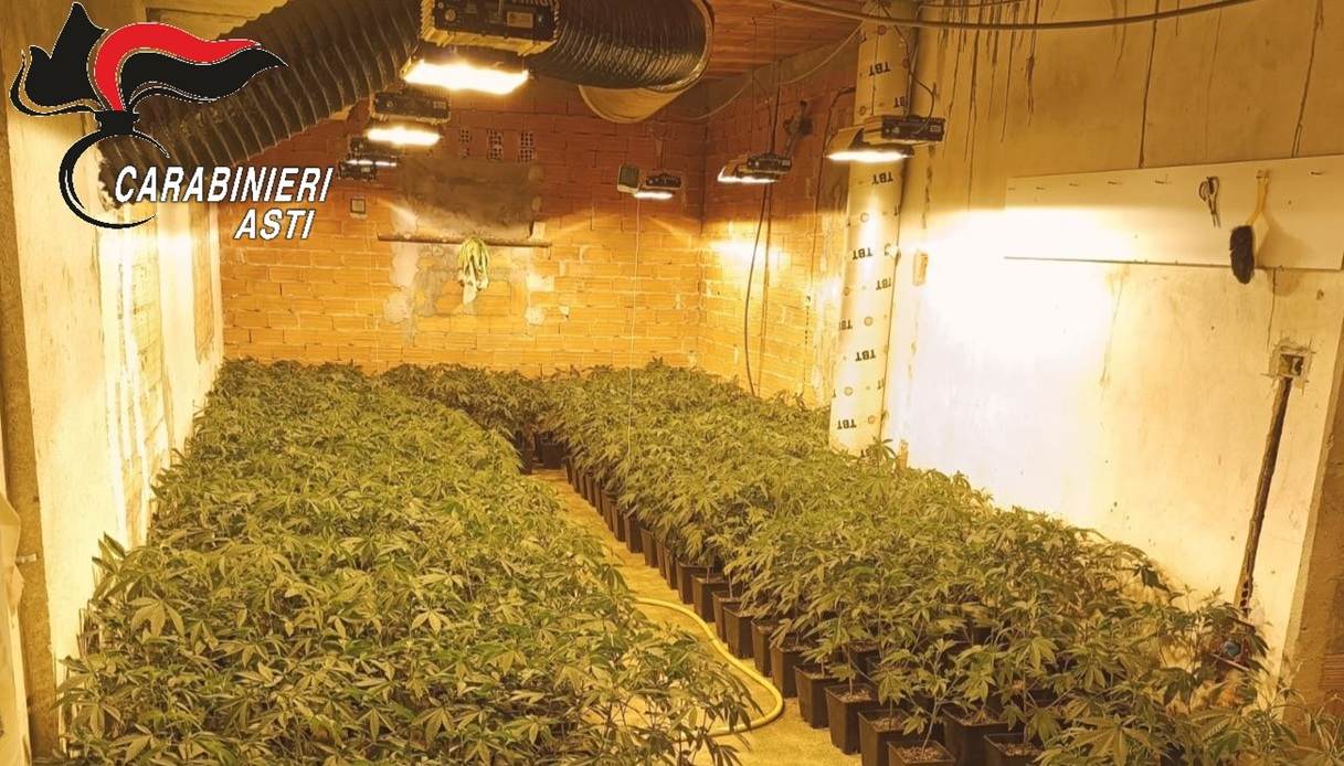 Le immagini della foresta di marijuana scoperta in un capannone di Coassolo Tori
