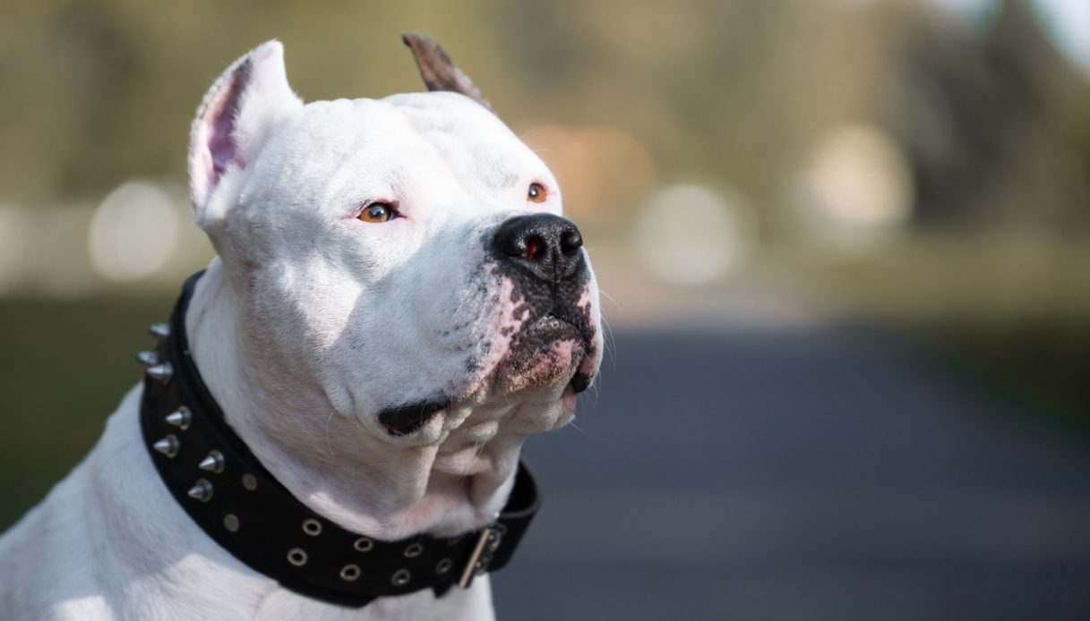 azzannato da un cane in un bar di venezia i proprietari fuggono in un bus ma lui li insegue e li fa arrestare da Virgilio.it azzannato da un cane in un bar di venezia i proprietari fuggono in un bus ma lui li insegue e li fa arrestare