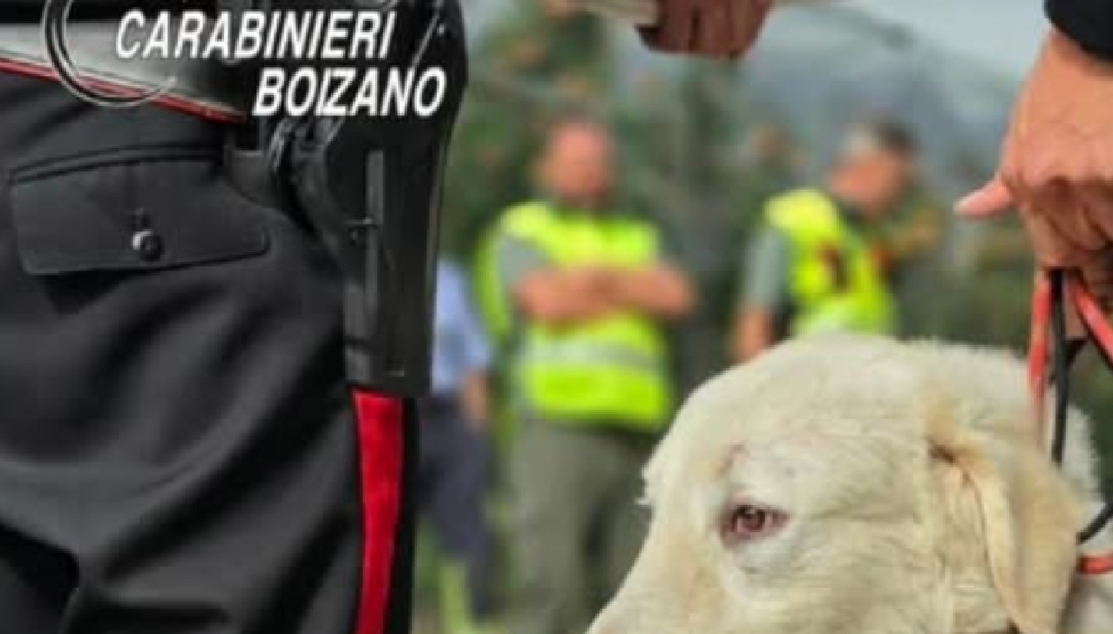 cani con la cheratite e gatti malnutriti a bolzano sequestrati 46 animali denunciata una donna da Virgilio.it cani con la cheratite e gatti malnutriti a bolzano sequestrati 46 animali denunciata una donna