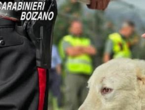 Cani con la cheratite e gatti malnutriti a Bolzano, sequestrati 46 animali: denunciata una donna