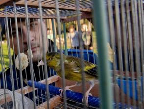 Bracconiere arrestato tra gli ulivi del Sannio, cardellini torturati e usati come esche vive