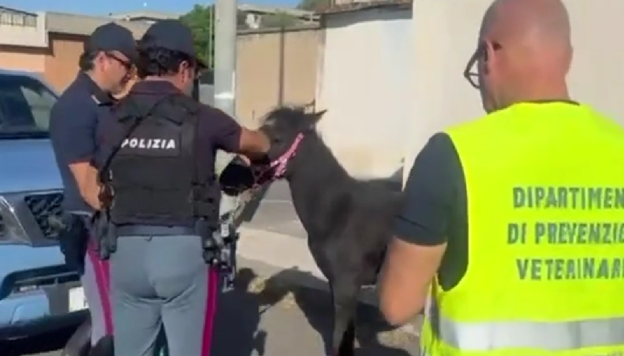 L’odore di letame insospettisce la Polizia, scoperto a Catania un cavallo in gravi condizioni: maxi multa