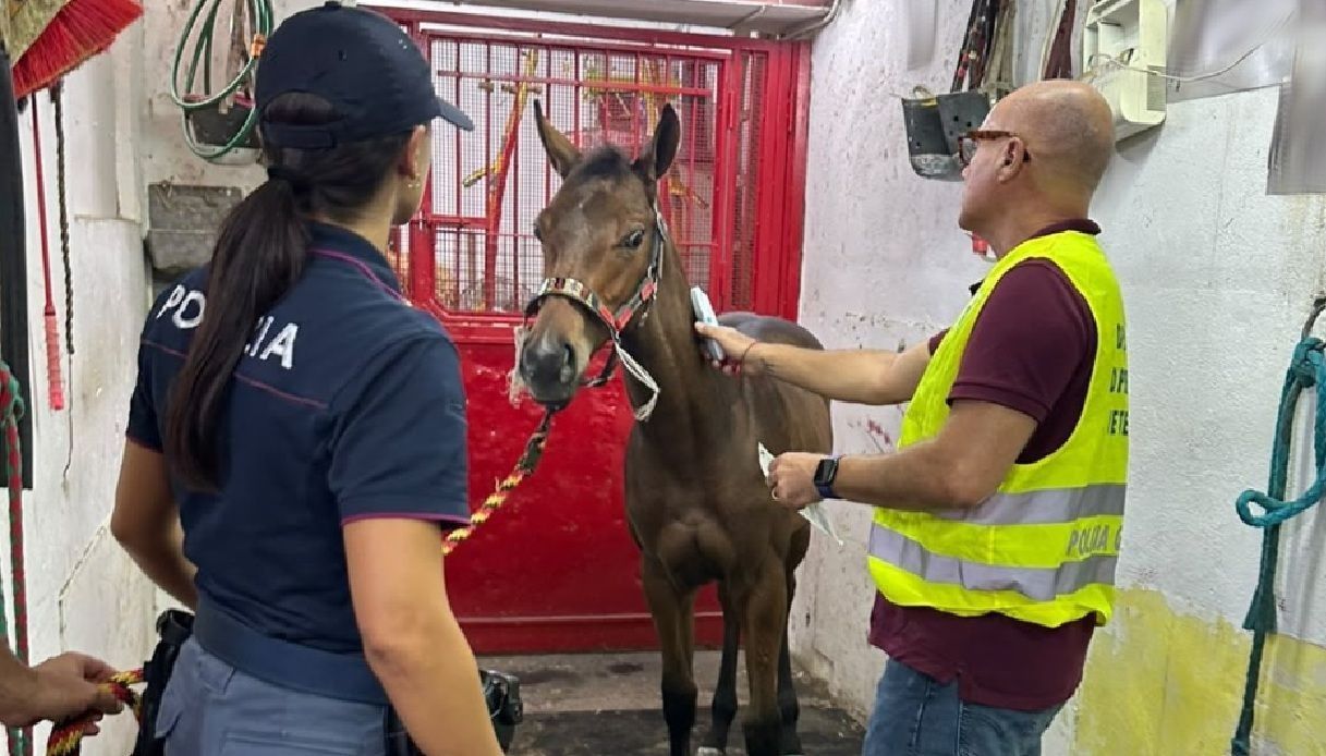 il video della corsa clandestina di cavalli a palagonia puledro di 7 mesi costretto a gareggiare 5 denunce da Virgilio.it il video della corsa clandestina di cavalli a palagonia puledro di 7 mesi costretto a gareggiare 5 denunce