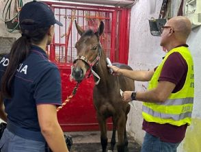 Il video della corsa clandestina di cavalli a Palagonia, puledro di 7 mesi costretto a gareggiare: 5 denunce