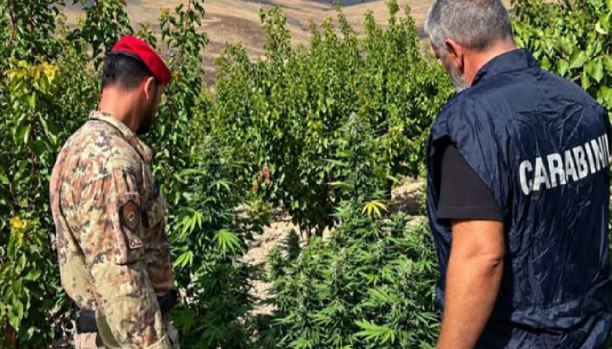 Vigneto trasformato in una serra della droga tra Licata e Butera, 72enne nei gua