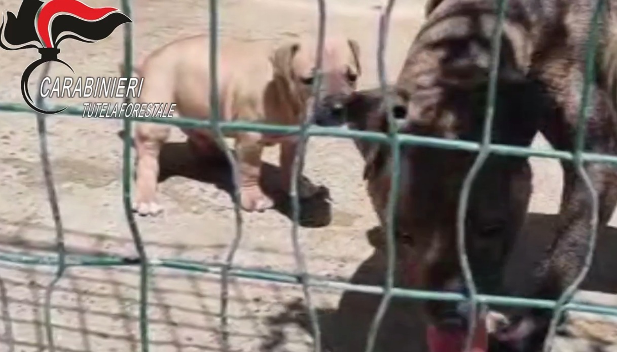 pitbull dopati e allenati con i pesi per combattere e sbranarsi 24 cani sequestrati le province coinvolte da Virgilio.it pitbull dopati e allenati con i pesi per combattere e sbranarsi 24 cani sequestrati le province coinvolte