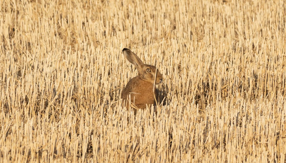 mixomatosi della lepre caccia sospesa in lombardia ma l infezione non 232 pericolosa per l uomo da Virgilio.it mixomatosi della lepre caccia sospesa in lombardia ma l infezione non 232 pericolosa per l uomo