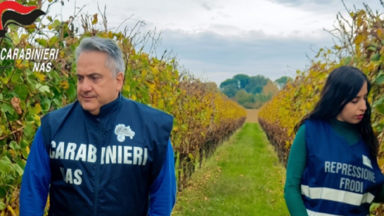 blitz dei nas nelle cantine tra escrementi di roditori e uva marcia 15mila litri di vino sequestrati e multe da Virgilio.it blitz dei nas nelle cantine tra escrementi di roditori e uva marcia 15mila litri di vino sequestrati e multe
