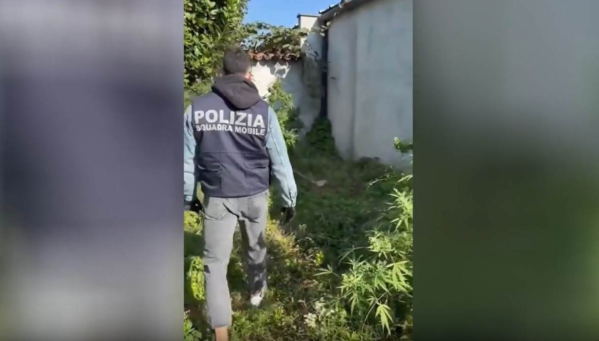 le immagini della serra di marijuana in una casa di carpignano sesia arrestato un 48enne da Virgilio.it le immagini della serra di marijuana in una casa di carpignano sesia arrestato un 48enne