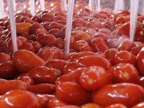 Allarme salmonella nel pomodori freschi e stop al consumo in scuole e ospedali, il lotto sospetto