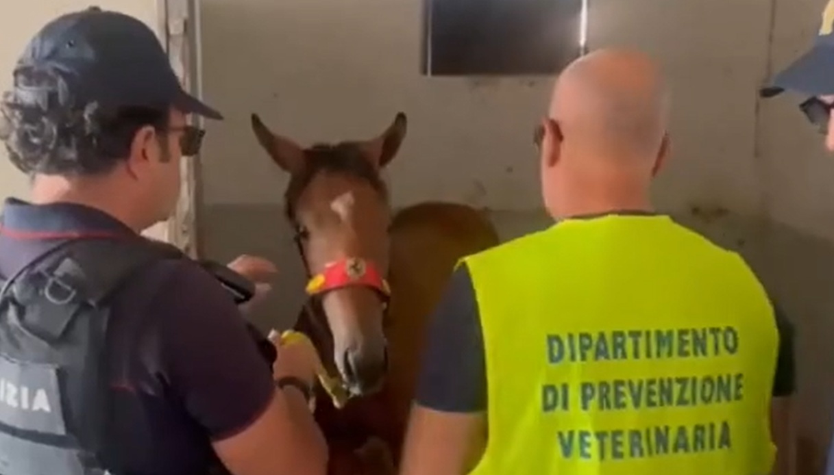 cavallo salvato da una stalla abusiva a catania intervengono i vigili del fuoco maxi multa al proprietario da Virgilio.it cavallo salvato da una stalla abusiva a catania intervengono i vigili del fuoco maxi multa al proprietario