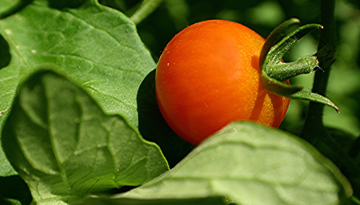 salmonella nei pomodori in emilia romagna e toscana divieto di mangiarli crudi in scuole e ospedali da Virgilio.it salmonella nei pomodori in emilia romagna e toscana divieto di mangiarli crudi in scuole e ospedali